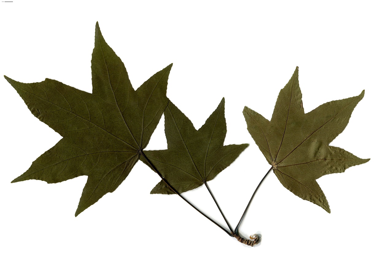 Liquidambar styraciflua (Altingiaceae)
